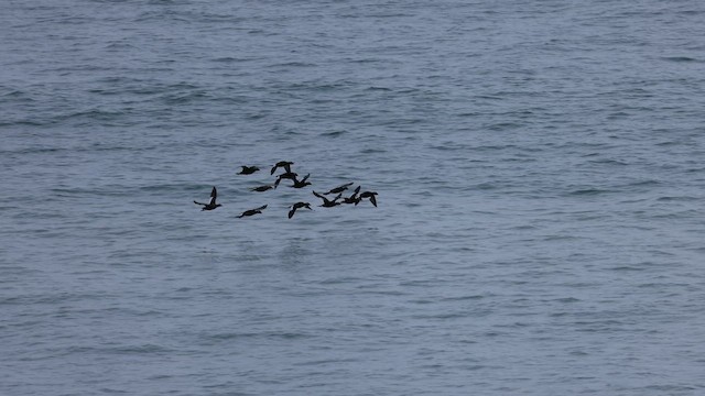 White-winged Scoter - ML642943015