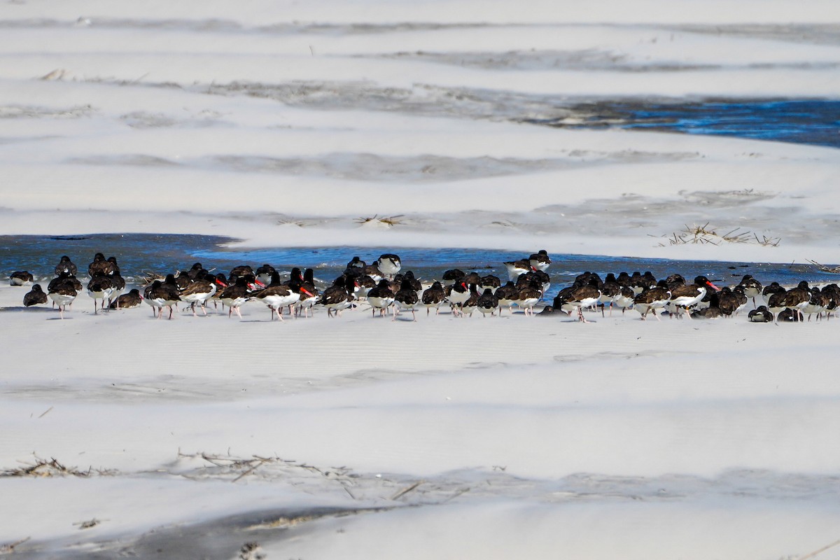 American Oystercatcher - ML642943024