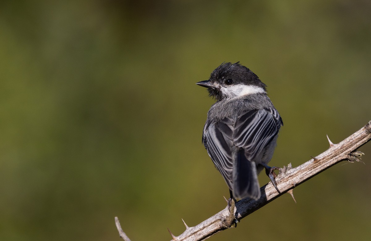 Black-capped Chickadee - ML642943038