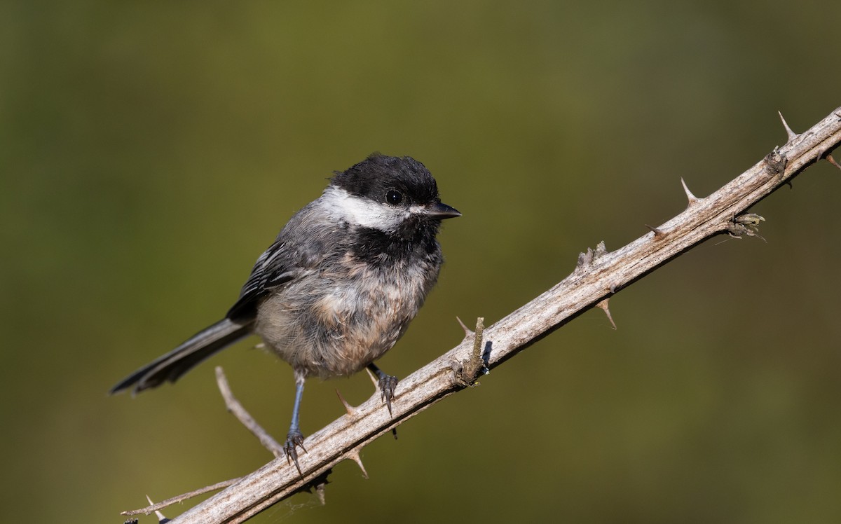 Black-capped Chickadee - ML642943039