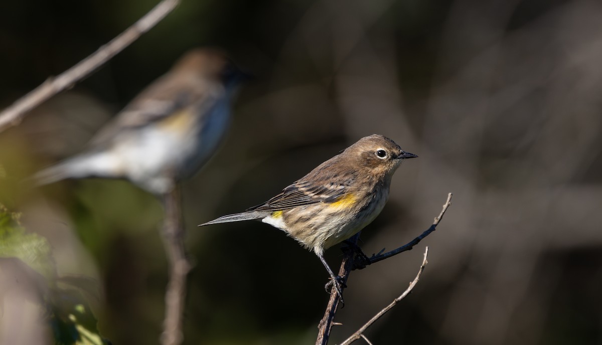 Yellow-rumped Warbler (Myrtle) - ML642943043