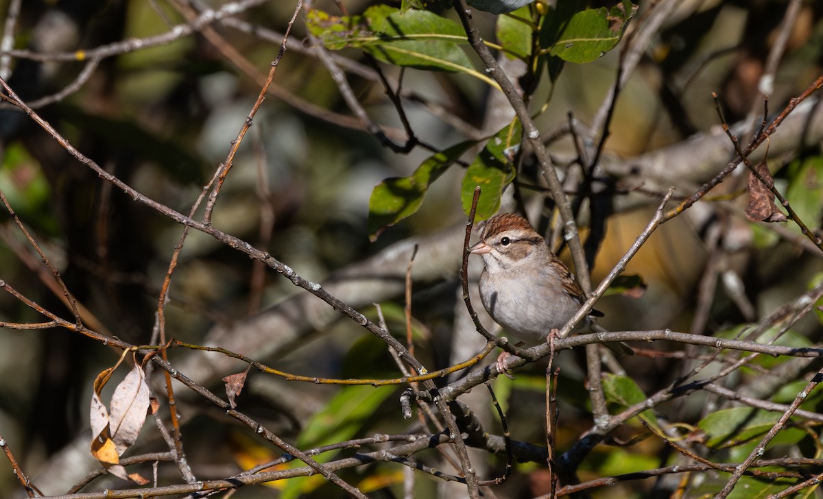 Chipping Sparrow - ML642943045