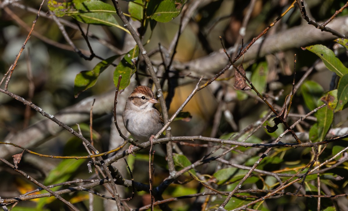 Chipping Sparrow - ML642943046