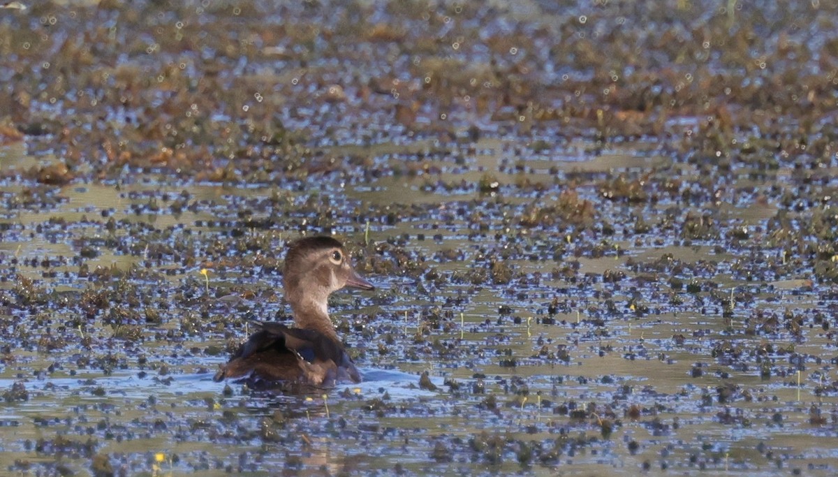 Wood Duck - ML642943048
