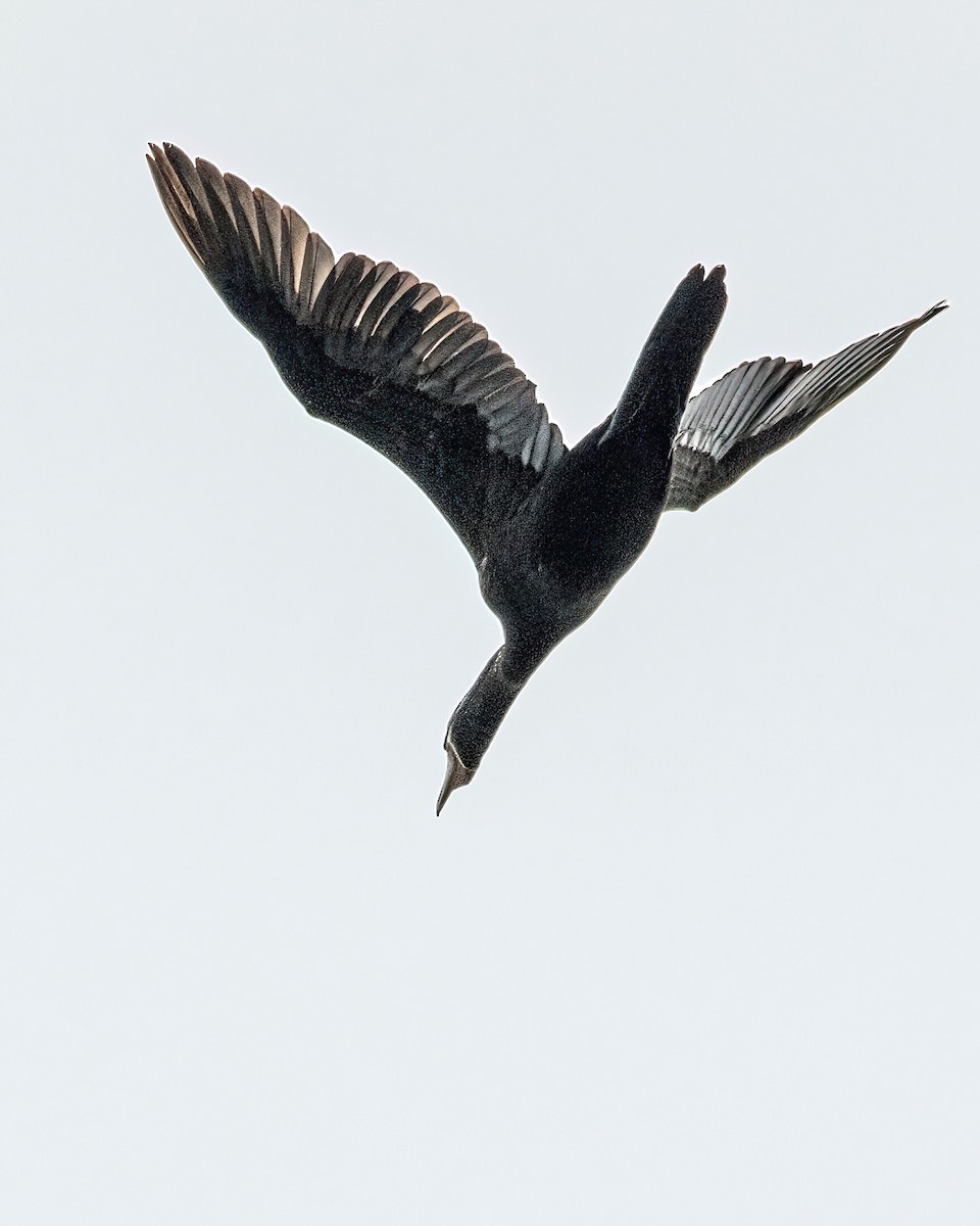 Neotropic Cormorant - ML642943051