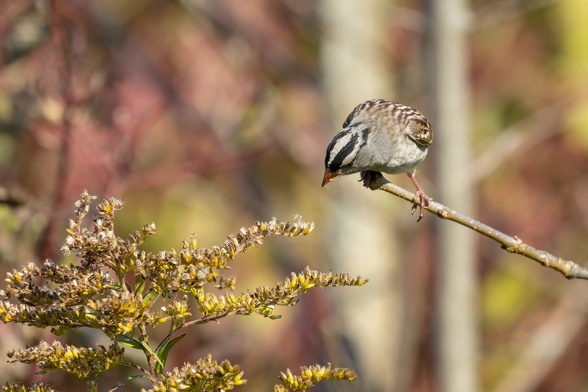White-crowned Sparrow - ML642943052