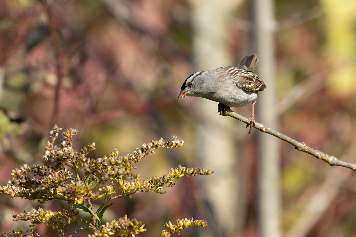 White-crowned Sparrow - ML642943053
