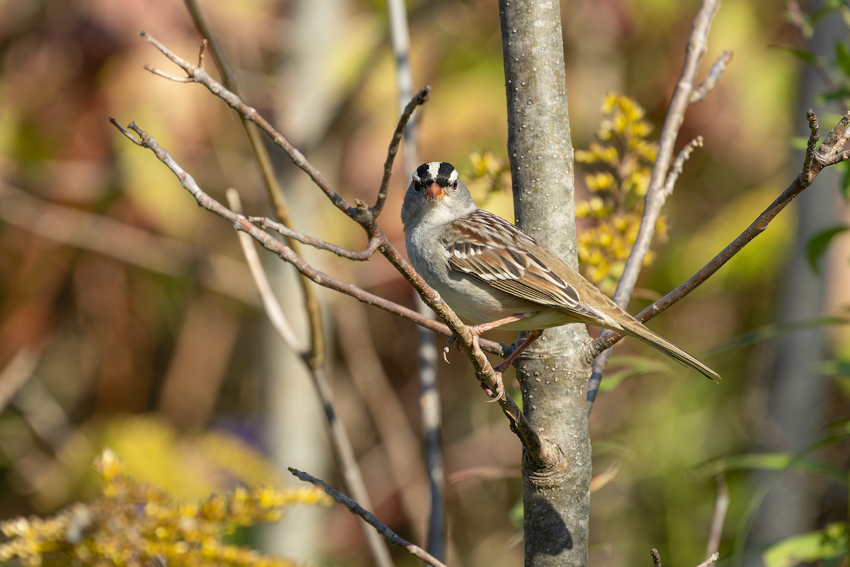 White-crowned Sparrow - ML642943054