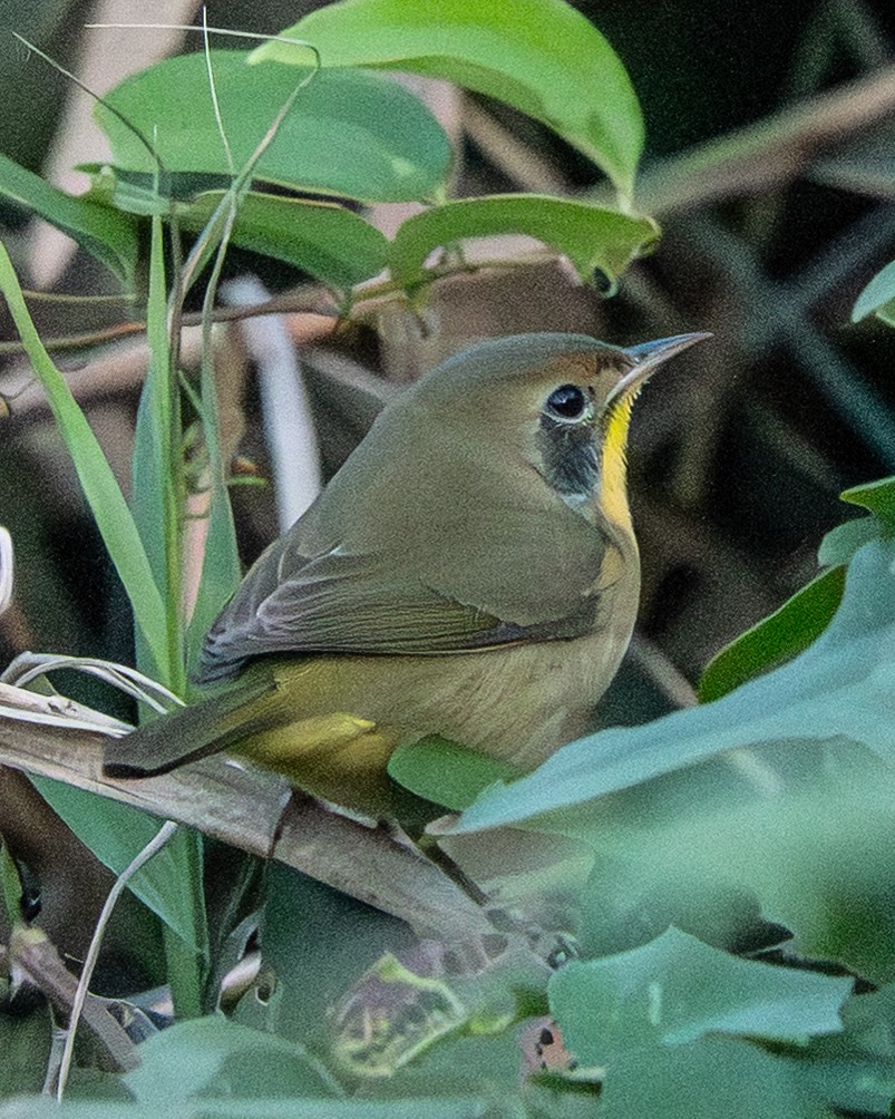 Common Yellowthroat - ML642943055