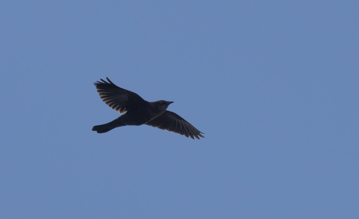 Rusty Blackbird - ML642943056