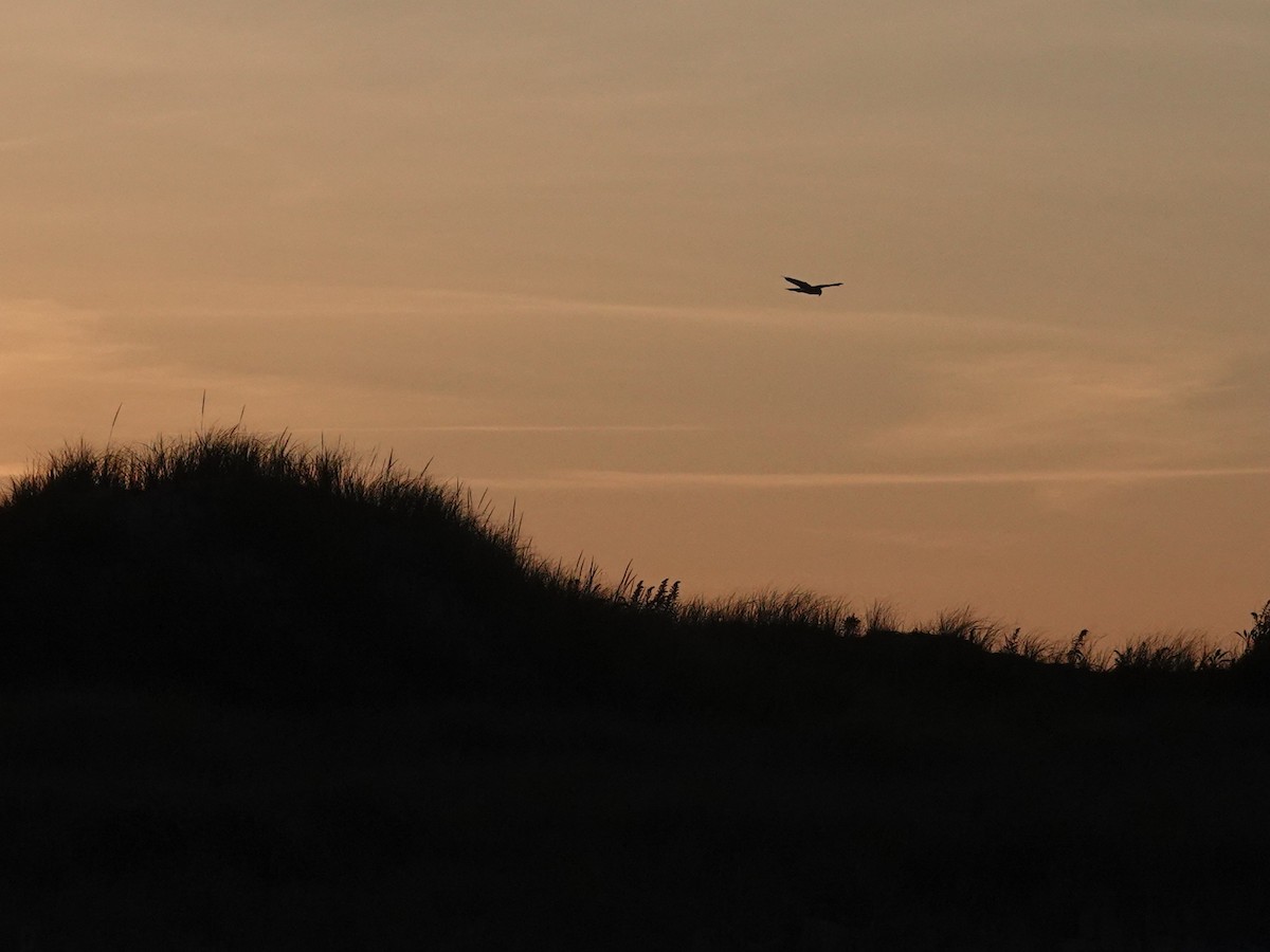 Northern Harrier - ML642943057