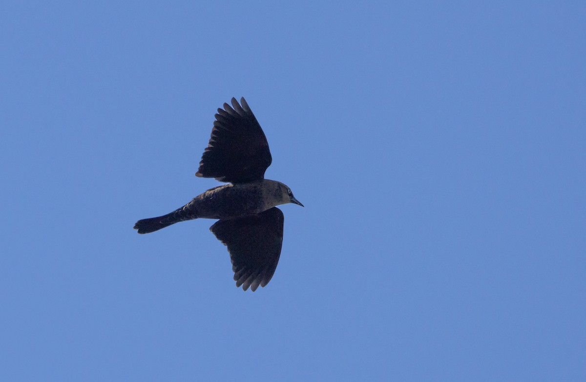 Rusty Blackbird - ML642943058