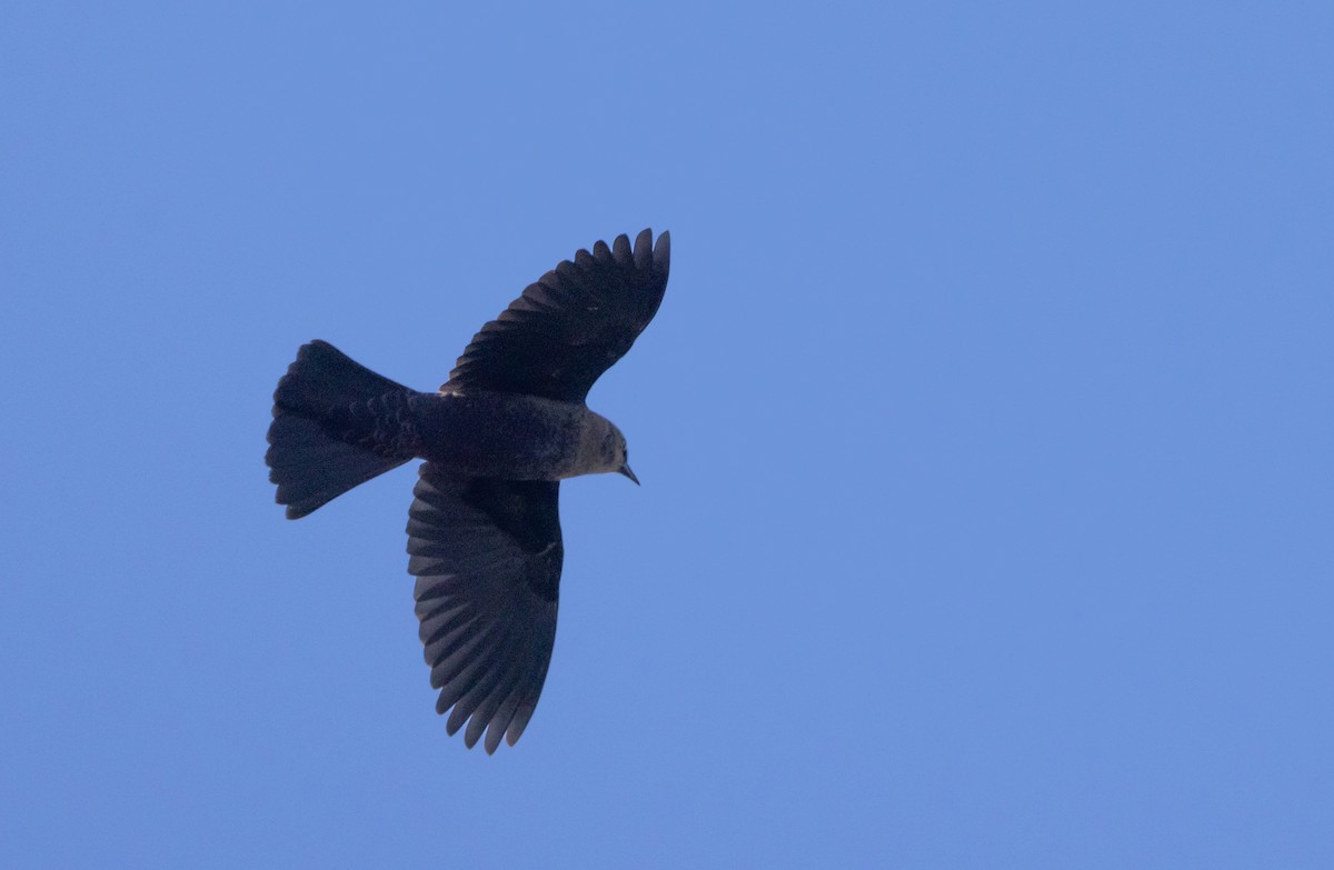 Rusty Blackbird - ML642943059
