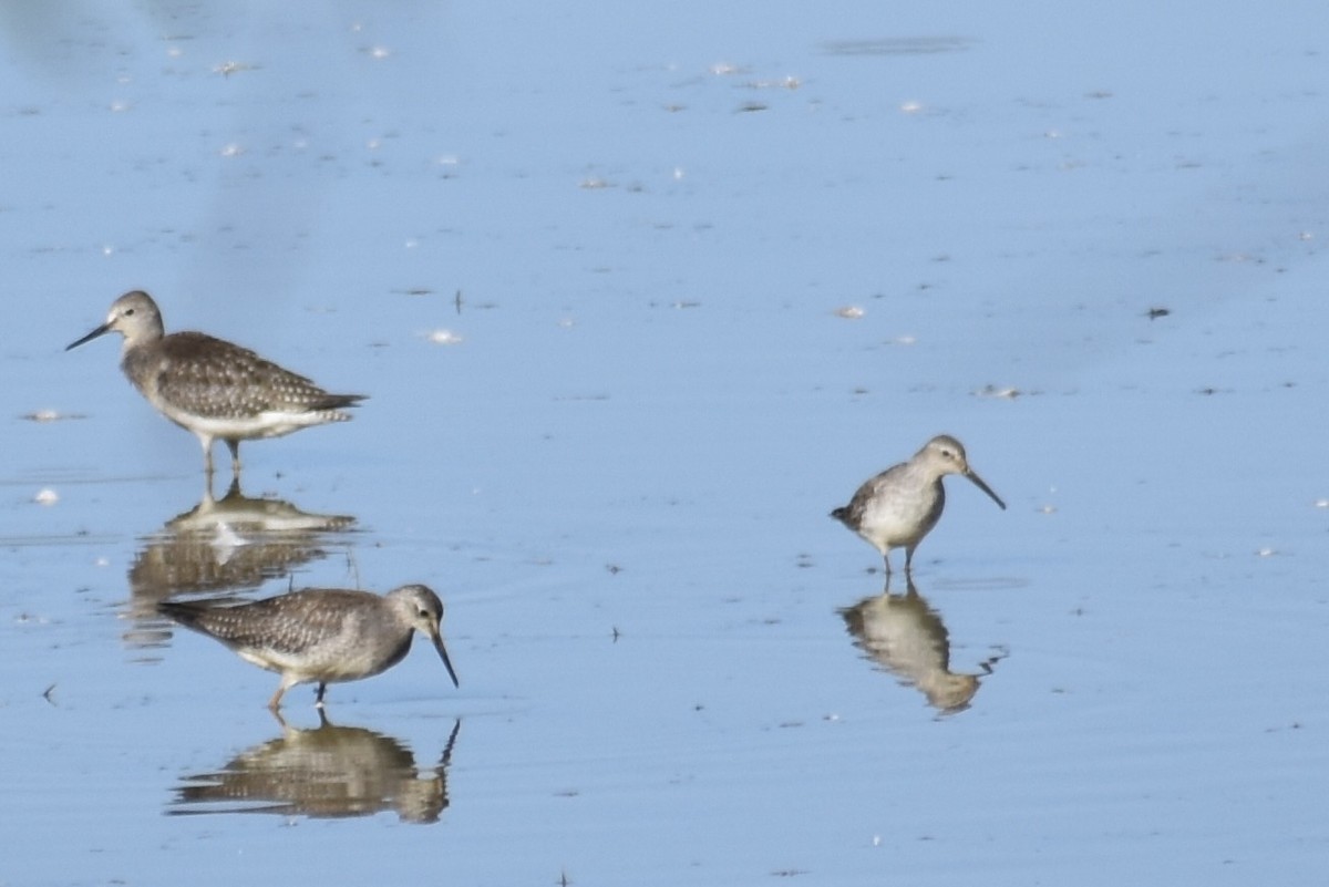 Stilt Sandpiper - ML642943060