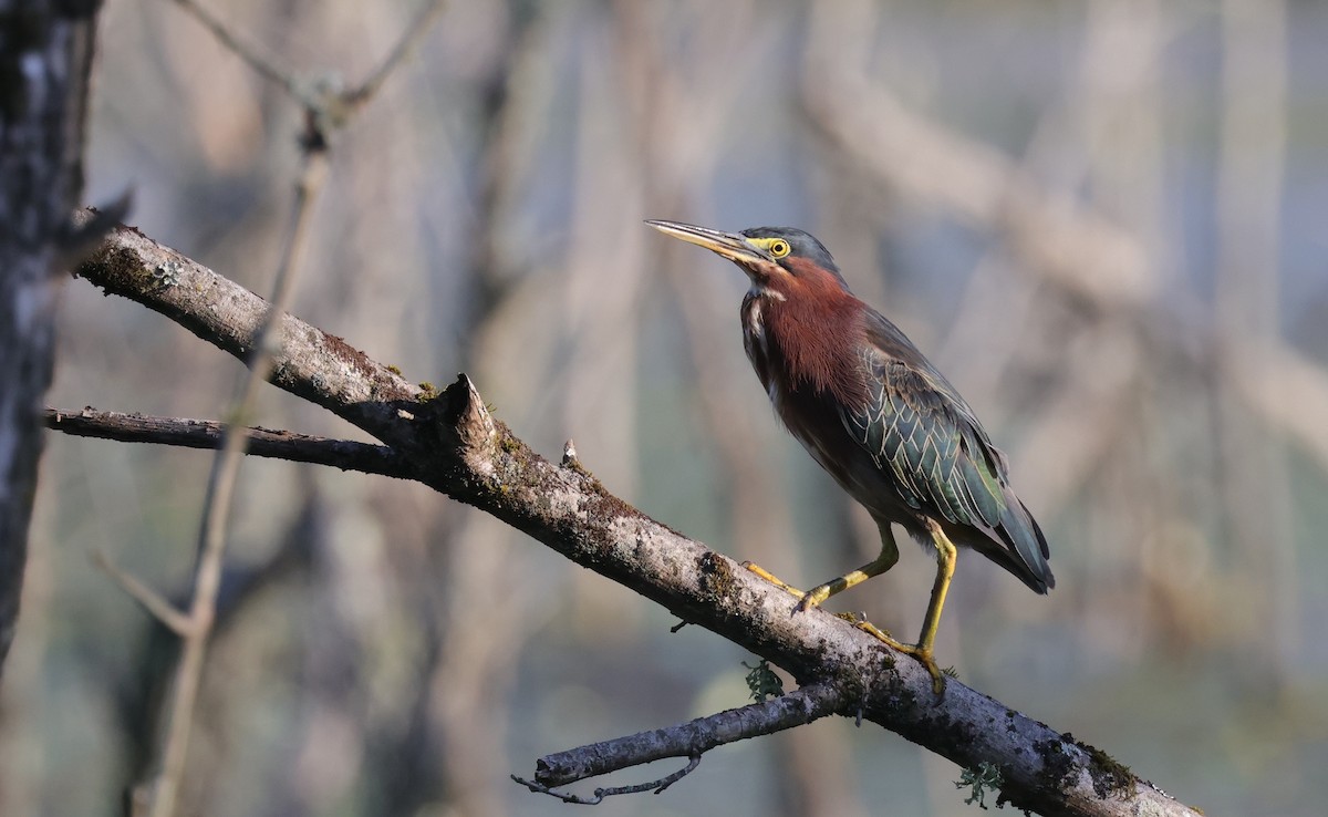 Green Heron - ML642943062
