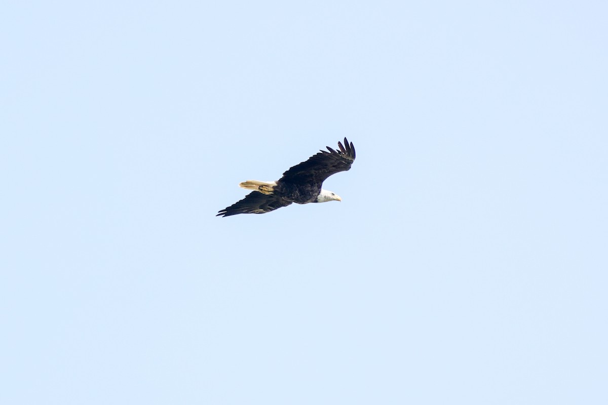 Bald Eagle - ML642943064