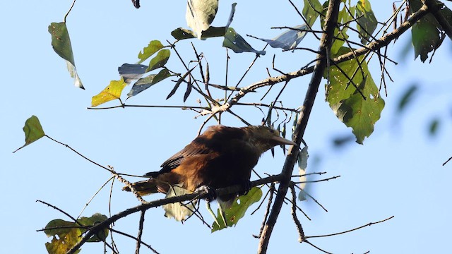 Russet-backed Oropendola - ML642943065