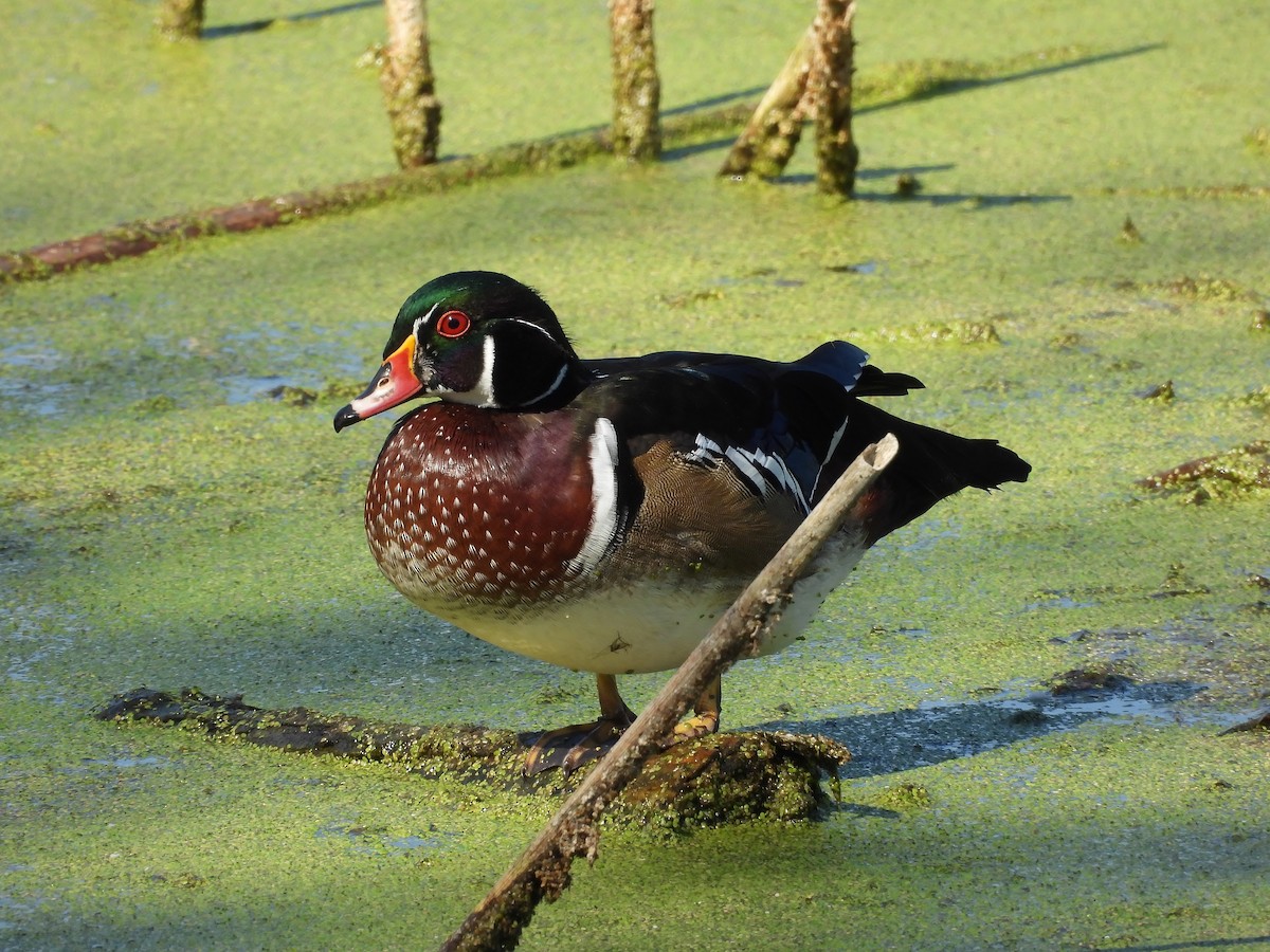 Wood Duck - ML642943066