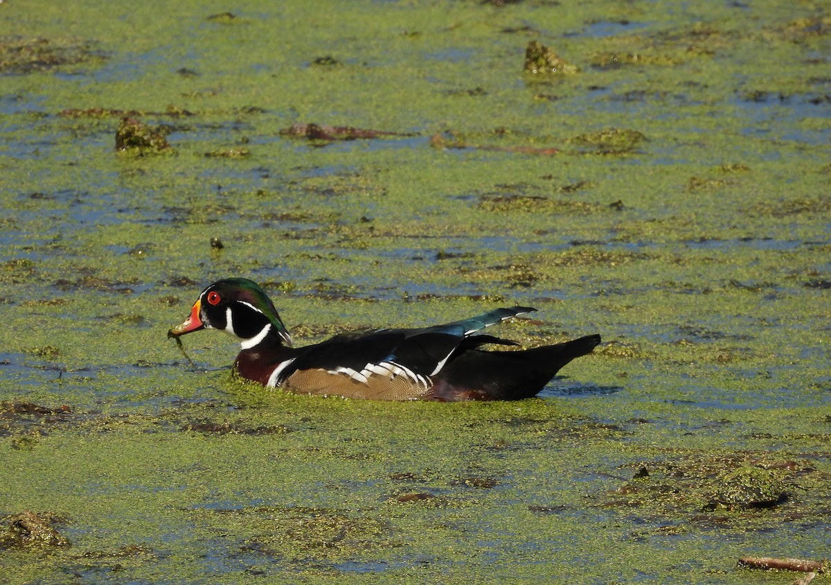 Wood Duck - ML642943067