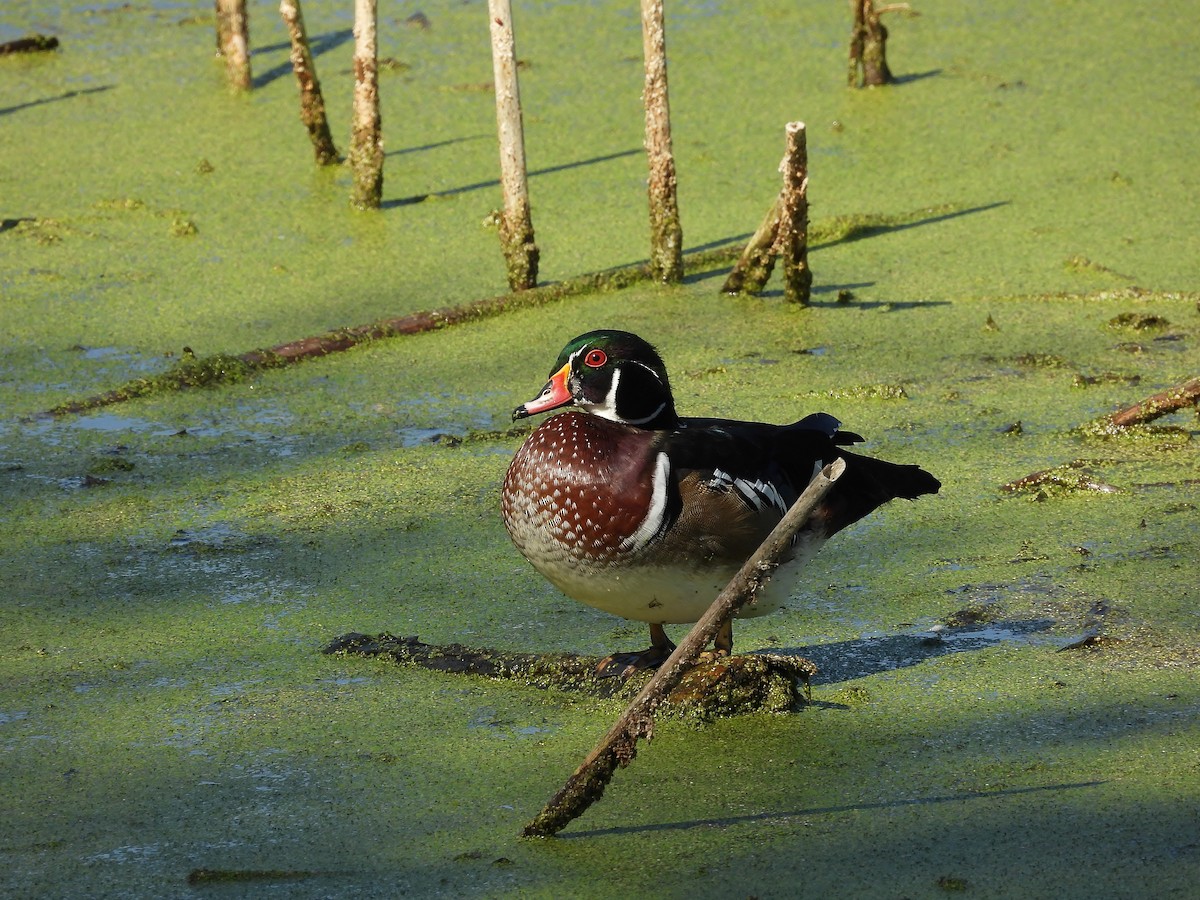 Wood Duck - ML642943068