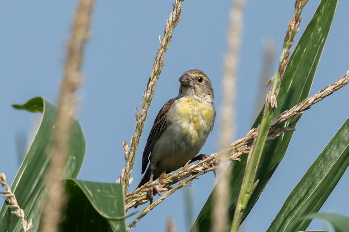 Dickcissel - ML642943069