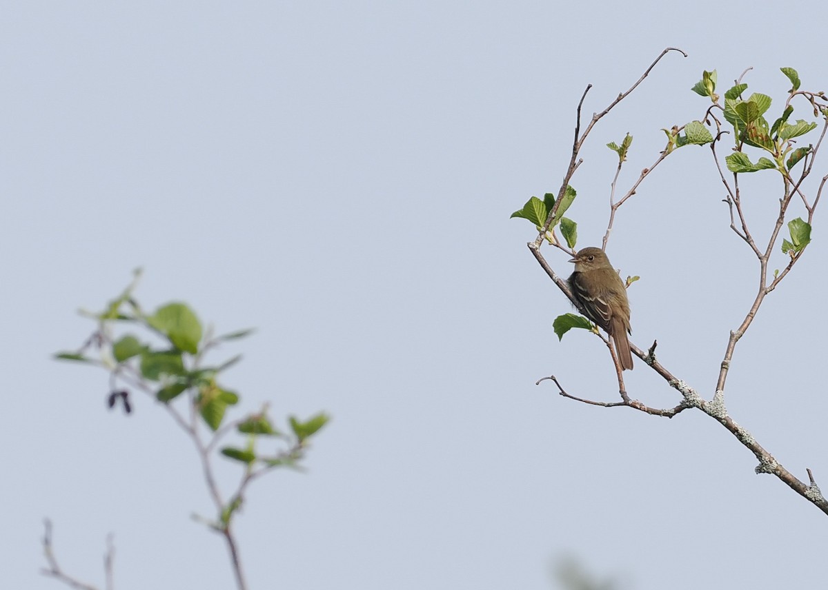 Alder Flycatcher - ML642943070