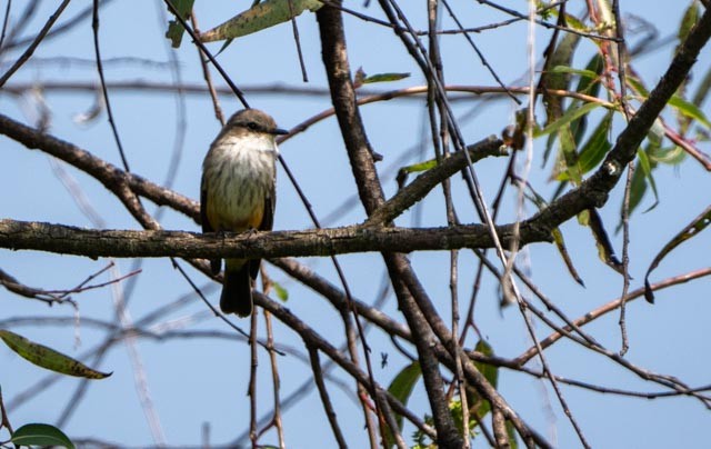 Vermilion Flycatcher - ML642943071