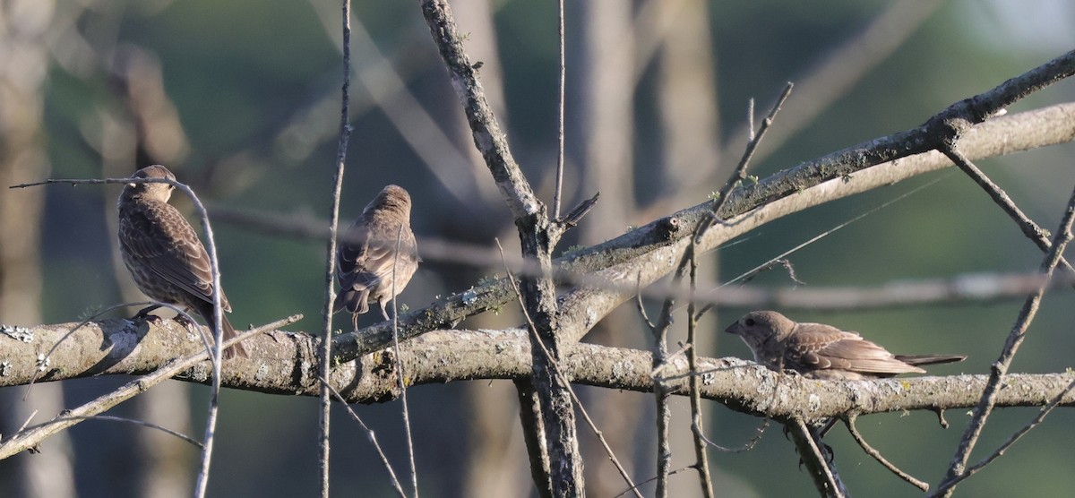 Brown-headed Cowbird - ML642943072