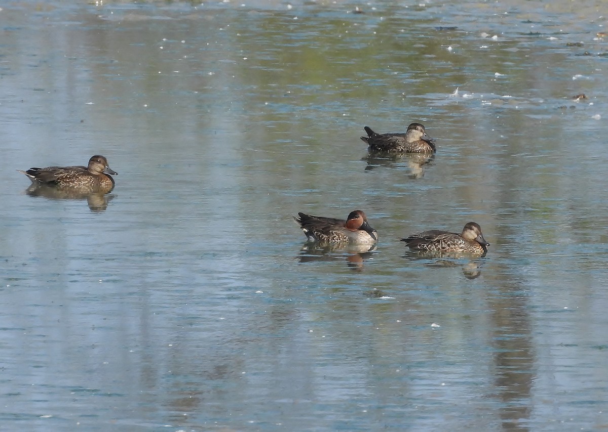 Green-winged Teal - ML642943074