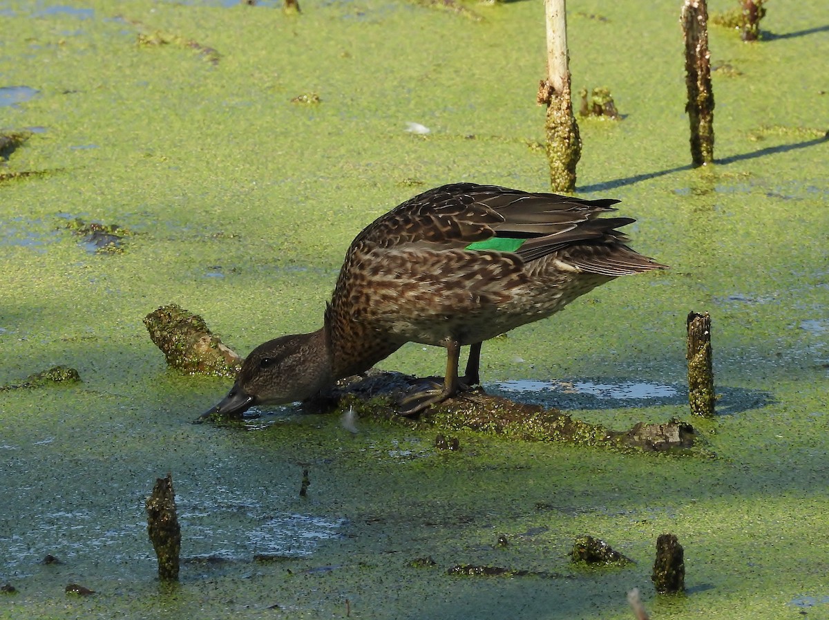 Green-winged Teal - ML642943075