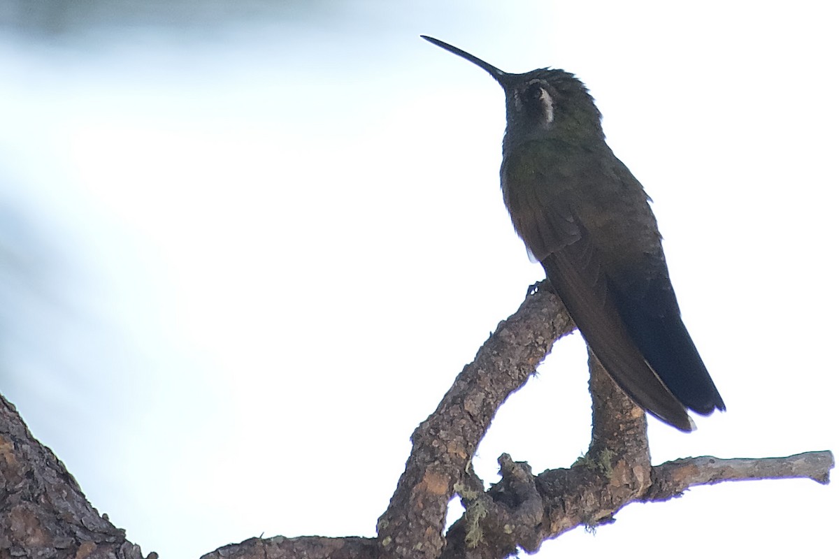 Blue-throated Mountain-gem - ML642943076