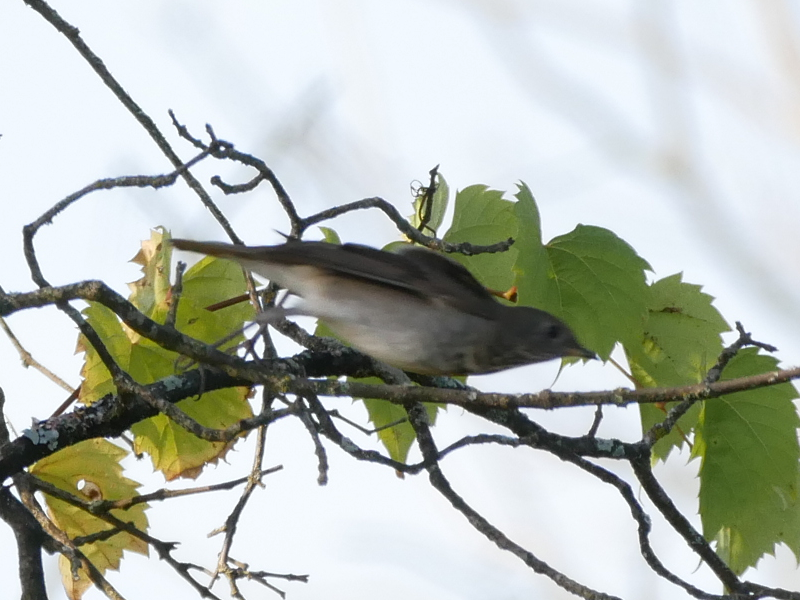 Gray-cheeked Thrush - ML642943077