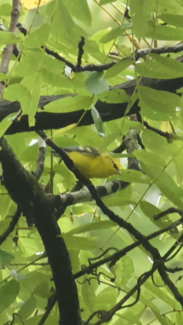 Blue-winged Warbler - ML642943079