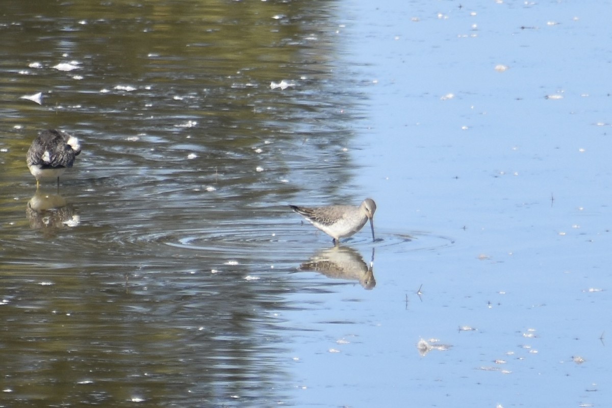 styltesnipe - ML642943080