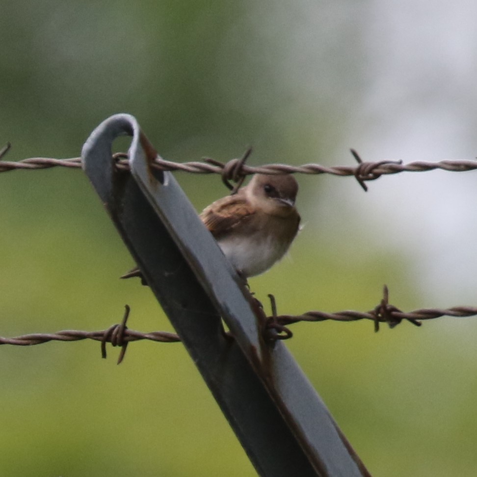 Northern Rough-winged Swallow - ML64294311