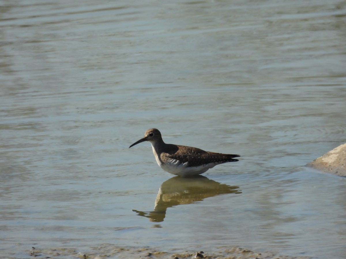 Solitary Sandpiper - ML642943120