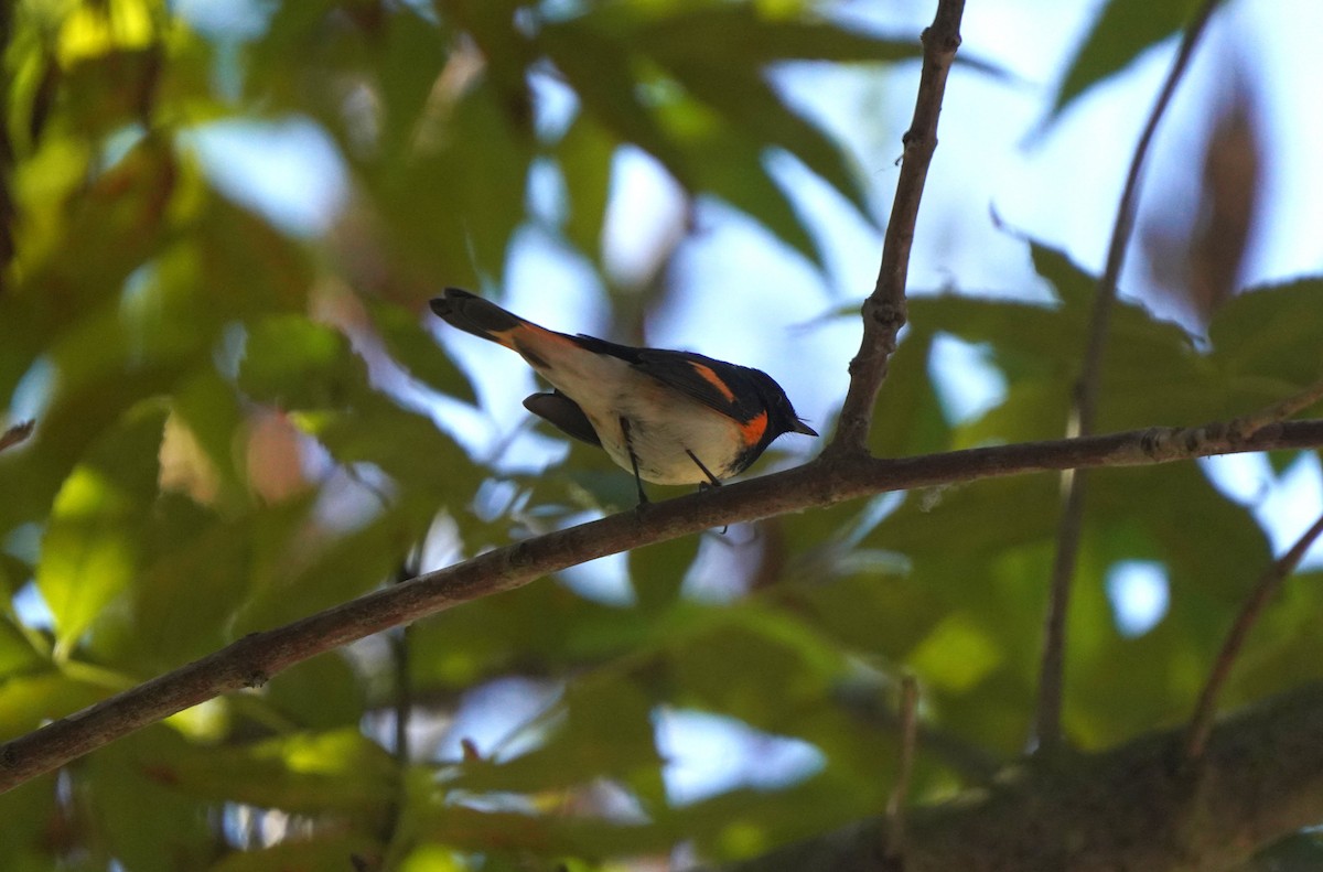 American Redstart - ML642943121