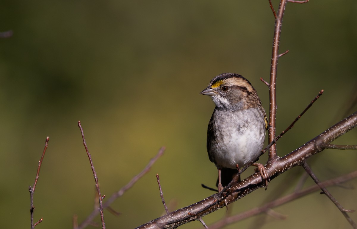 White-throated Sparrow - ML642943126