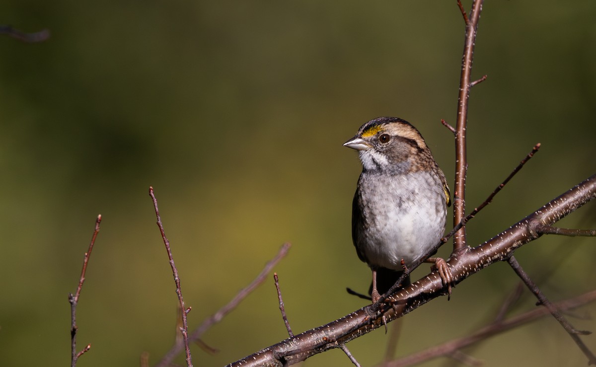 White-throated Sparrow - ML642943127
