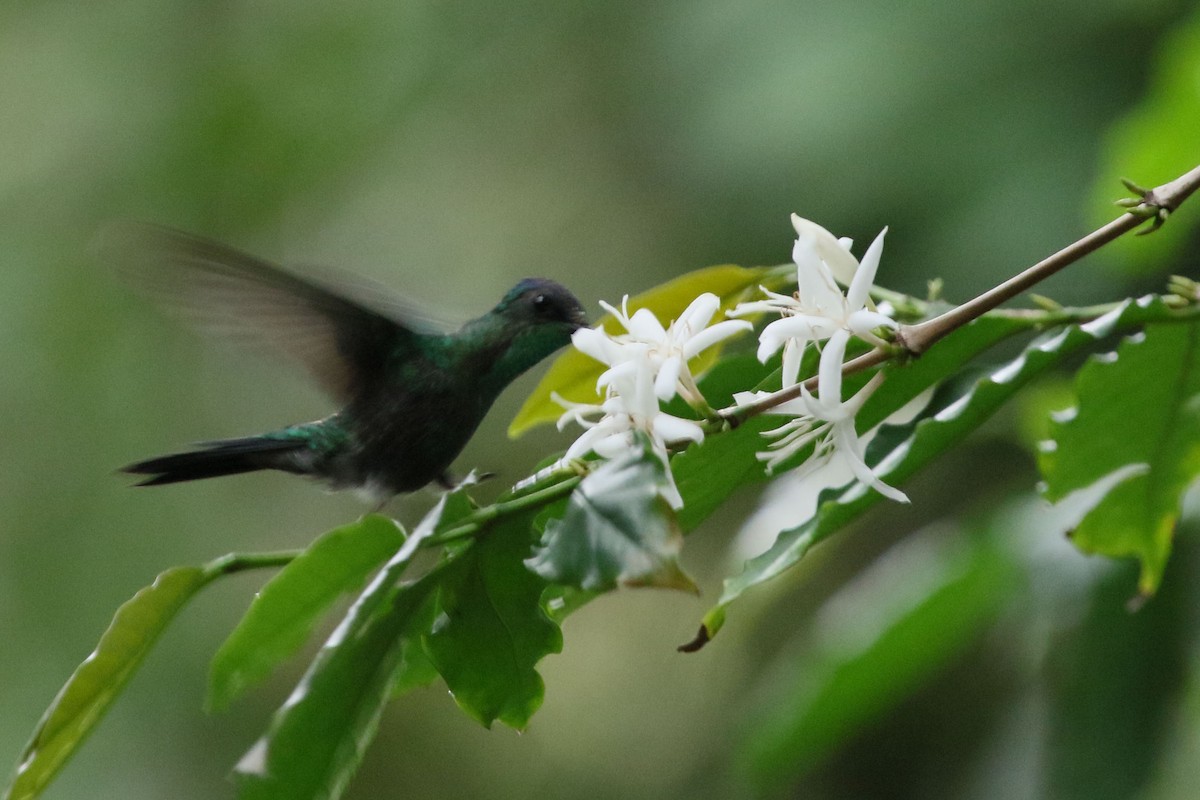 Violet-capped Woodnymph - ML642943128