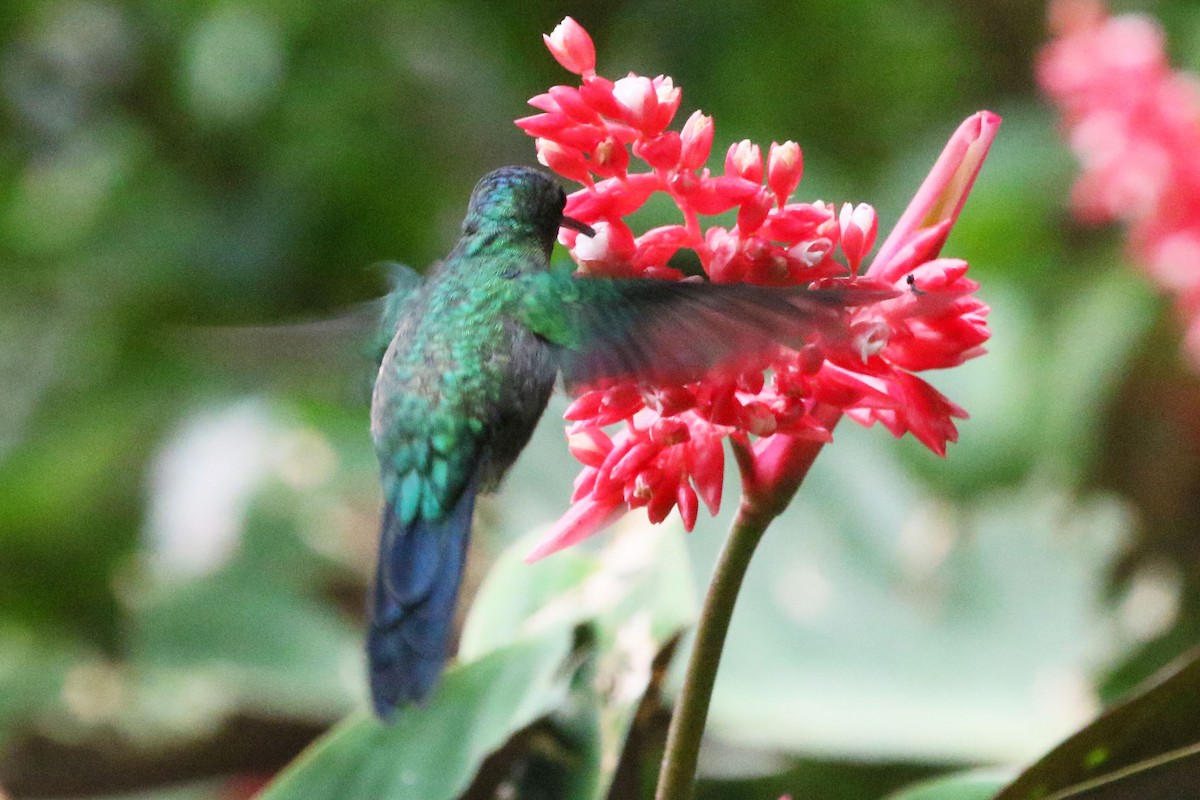 Violet-capped Woodnymph - ML642943130