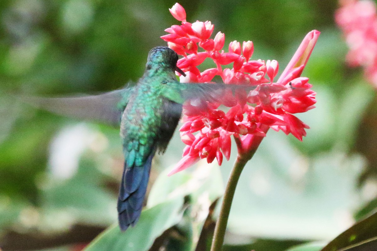 Violet-capped Woodnymph - ML642943131