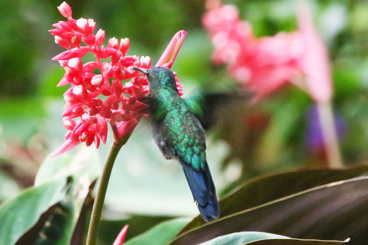 Violet-capped Woodnymph - ML642943132