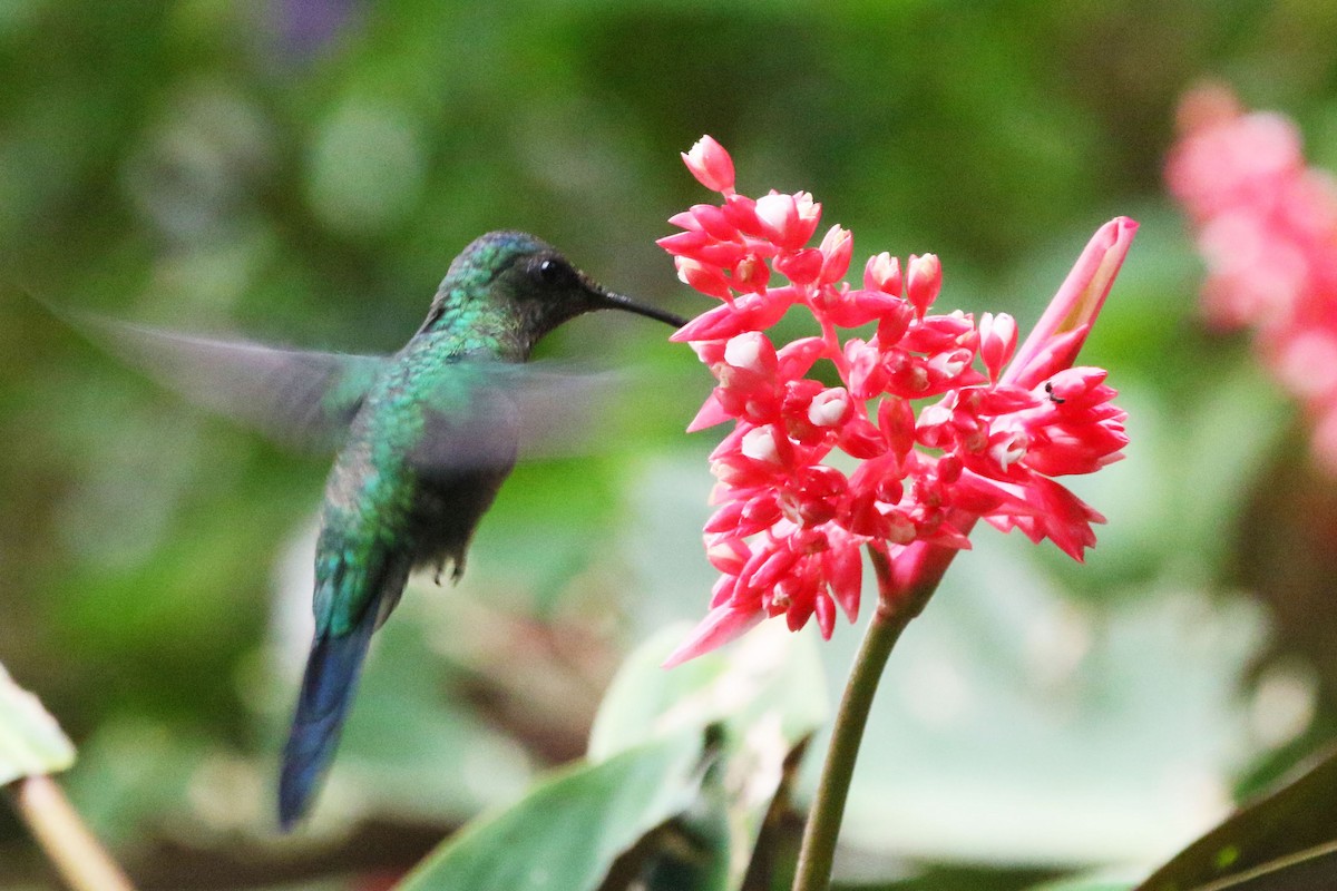 Violet-capped Woodnymph - ML642943133