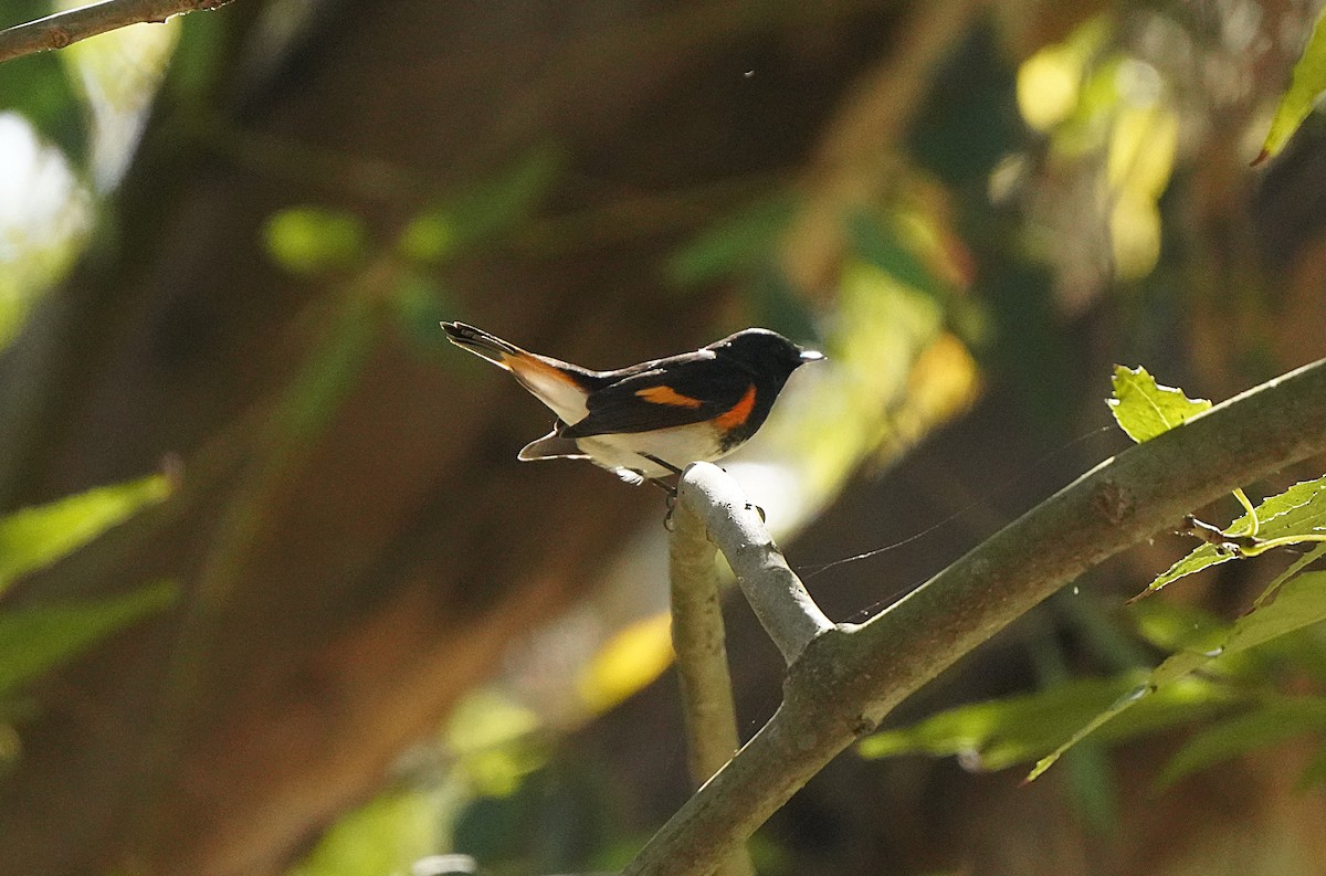 American Redstart - ML642943166