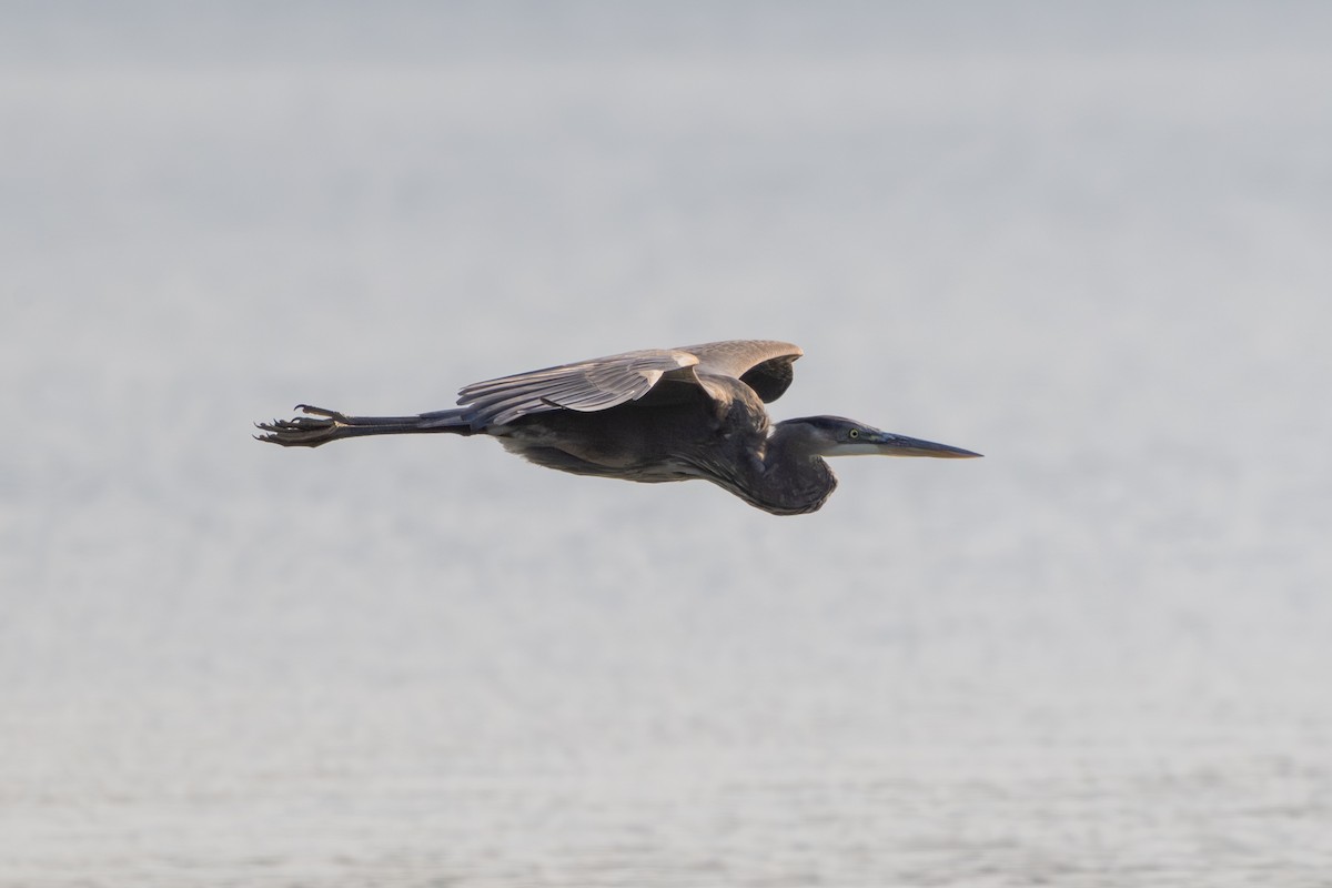 Great Blue Heron - ML642943172