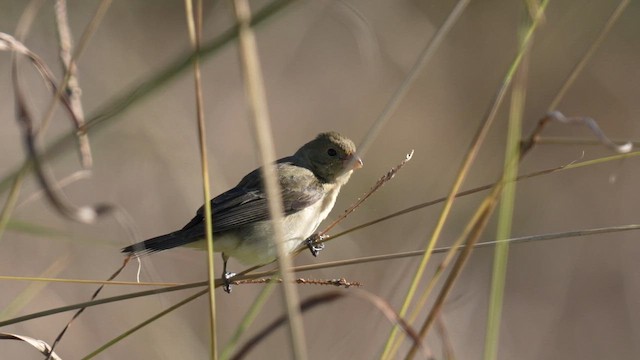 Double-collared Seedeater - ML642943191