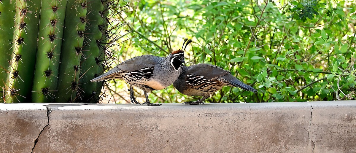 Gambel's Quail - ML642943201