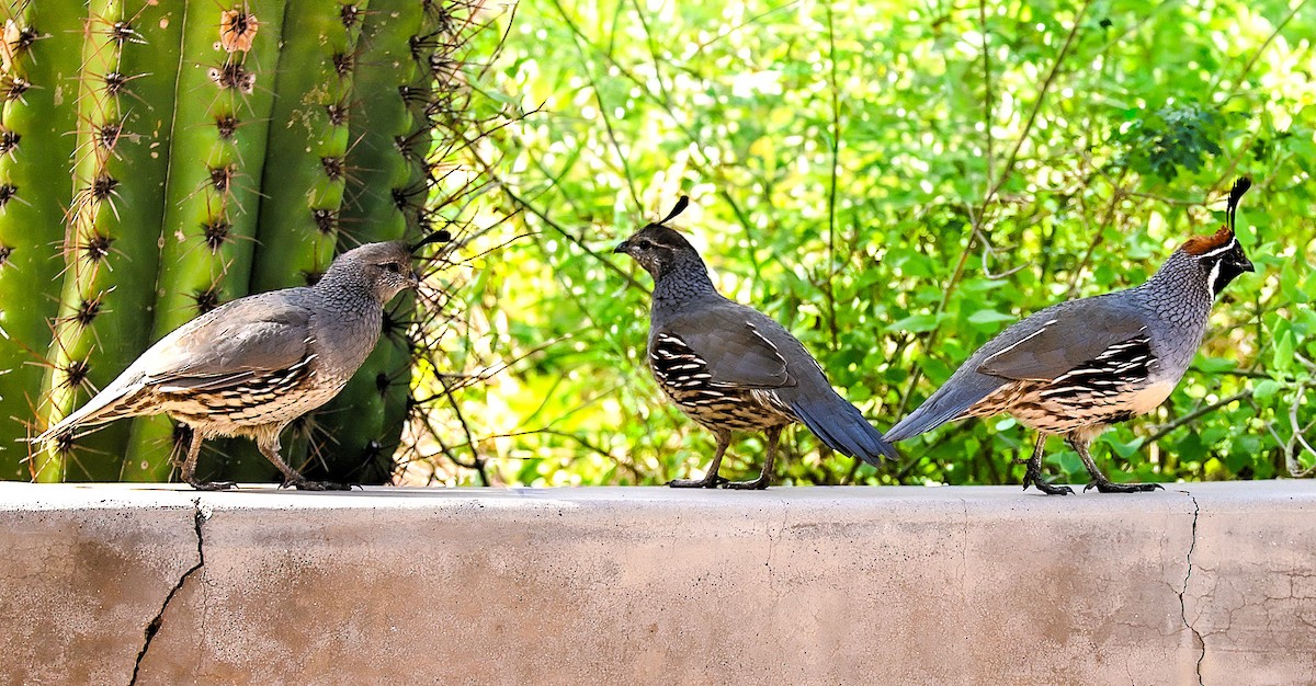 Gambel's Quail - ML642943203