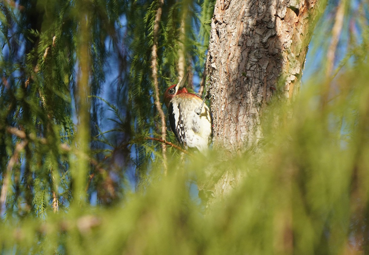 Red-breasted Sapsucker - ML642943213